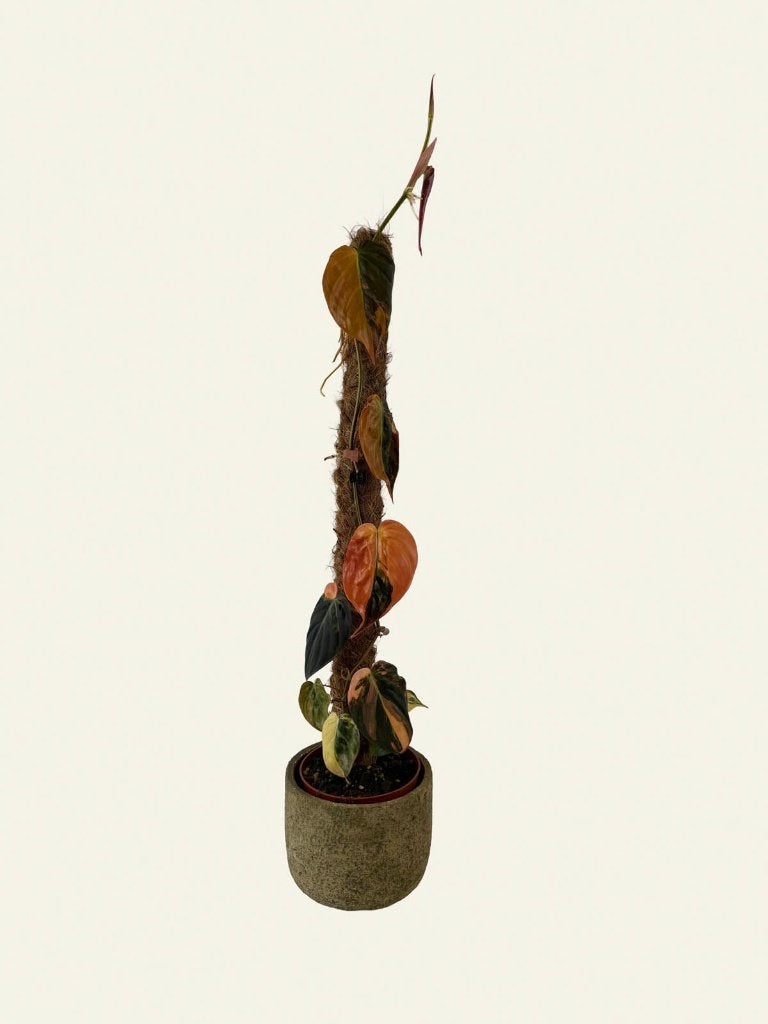 Philodendron hederaceum Micans Variegata meer beschikbaar, Huis en Inrichting, Kamerplanten, Ophalen of Verzenden, Halfschaduw