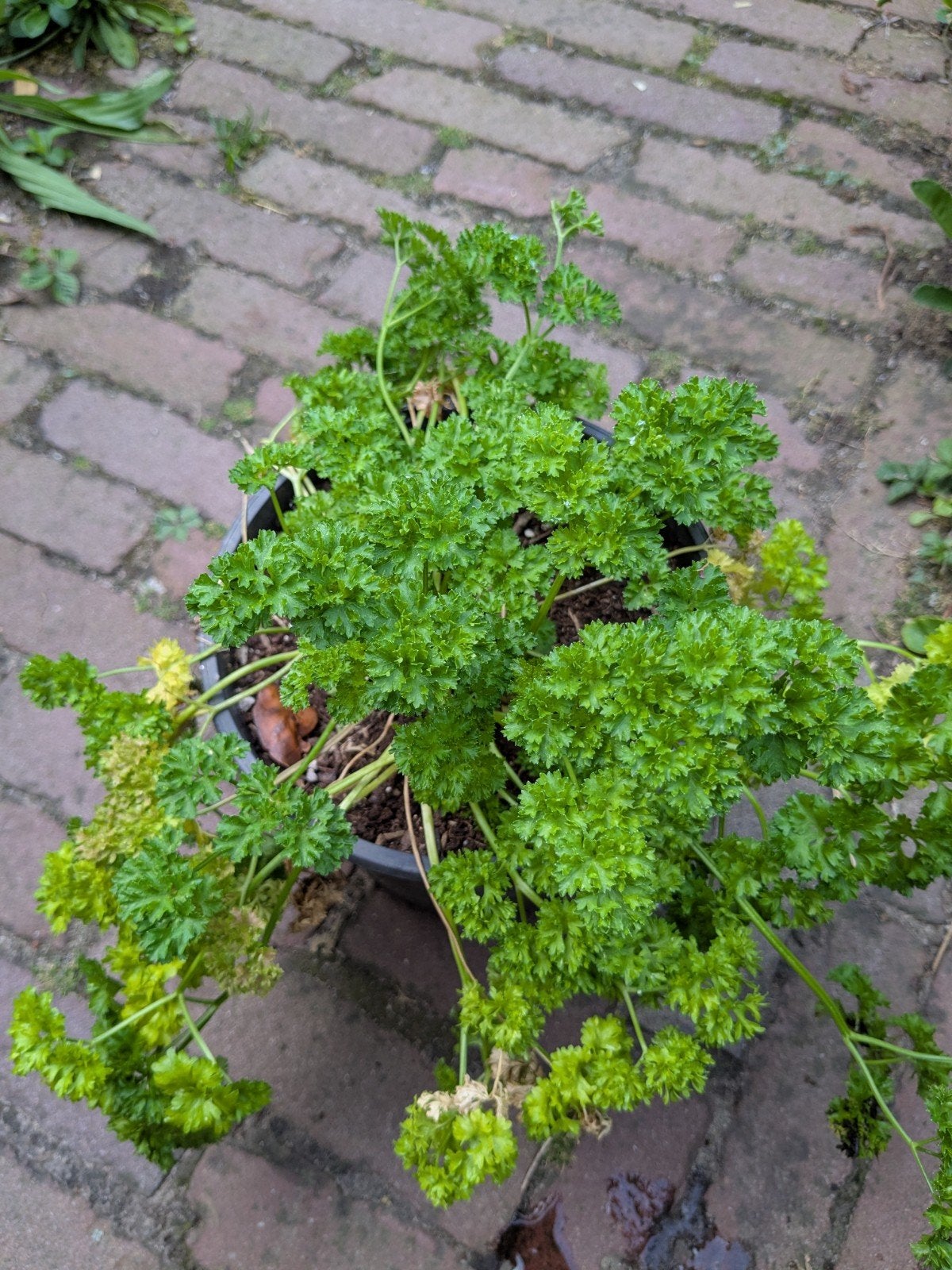 Peterselie (krul) bio plant in grotere pot (voor moestuin), Ophalen, Volle zon, Bloeit niet, Groenteplanten