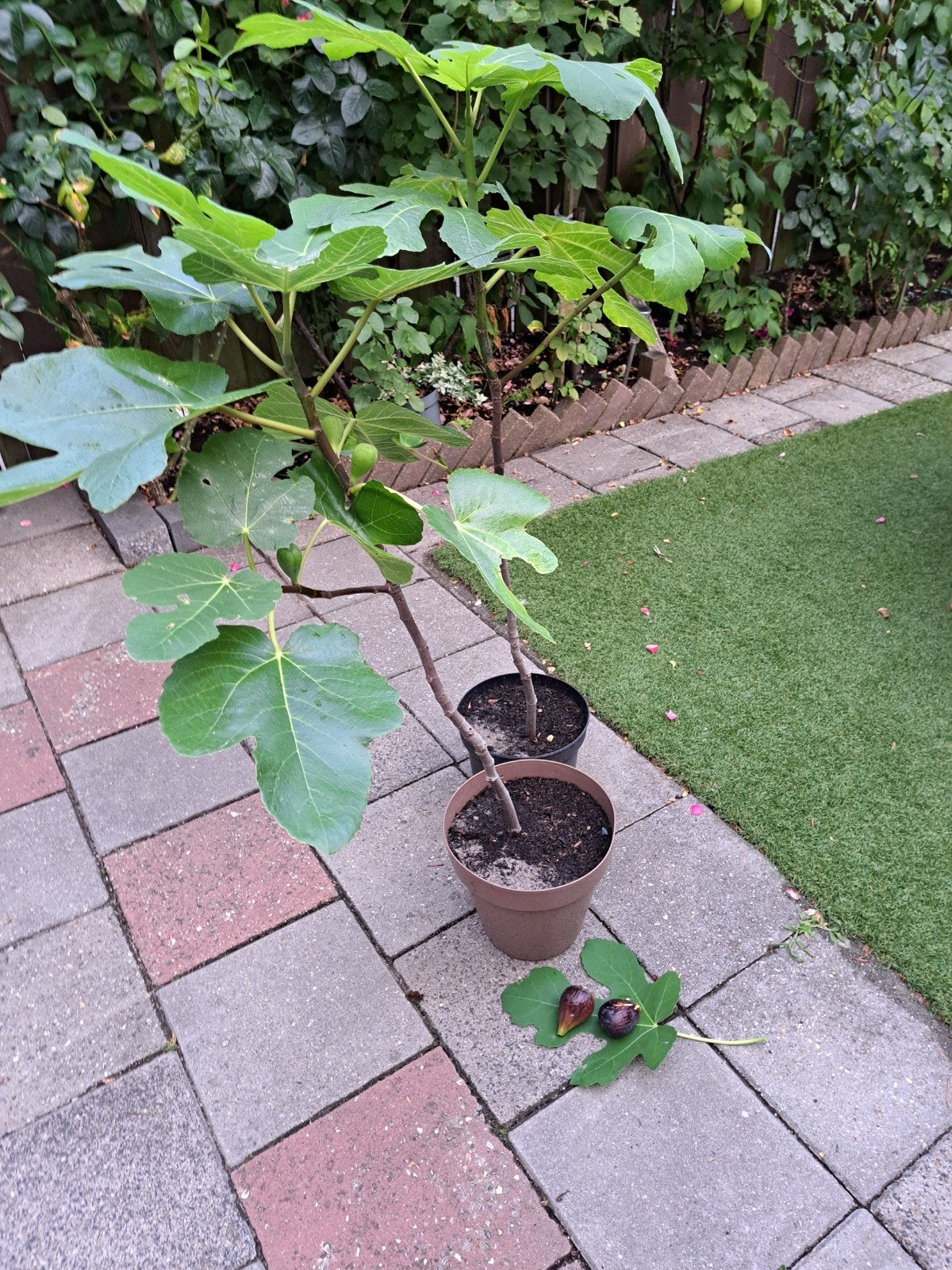 vijgen boom  aantal 2    en 3jaar zijn oud ongeveer 1 meter, Ophalen of Verzenden