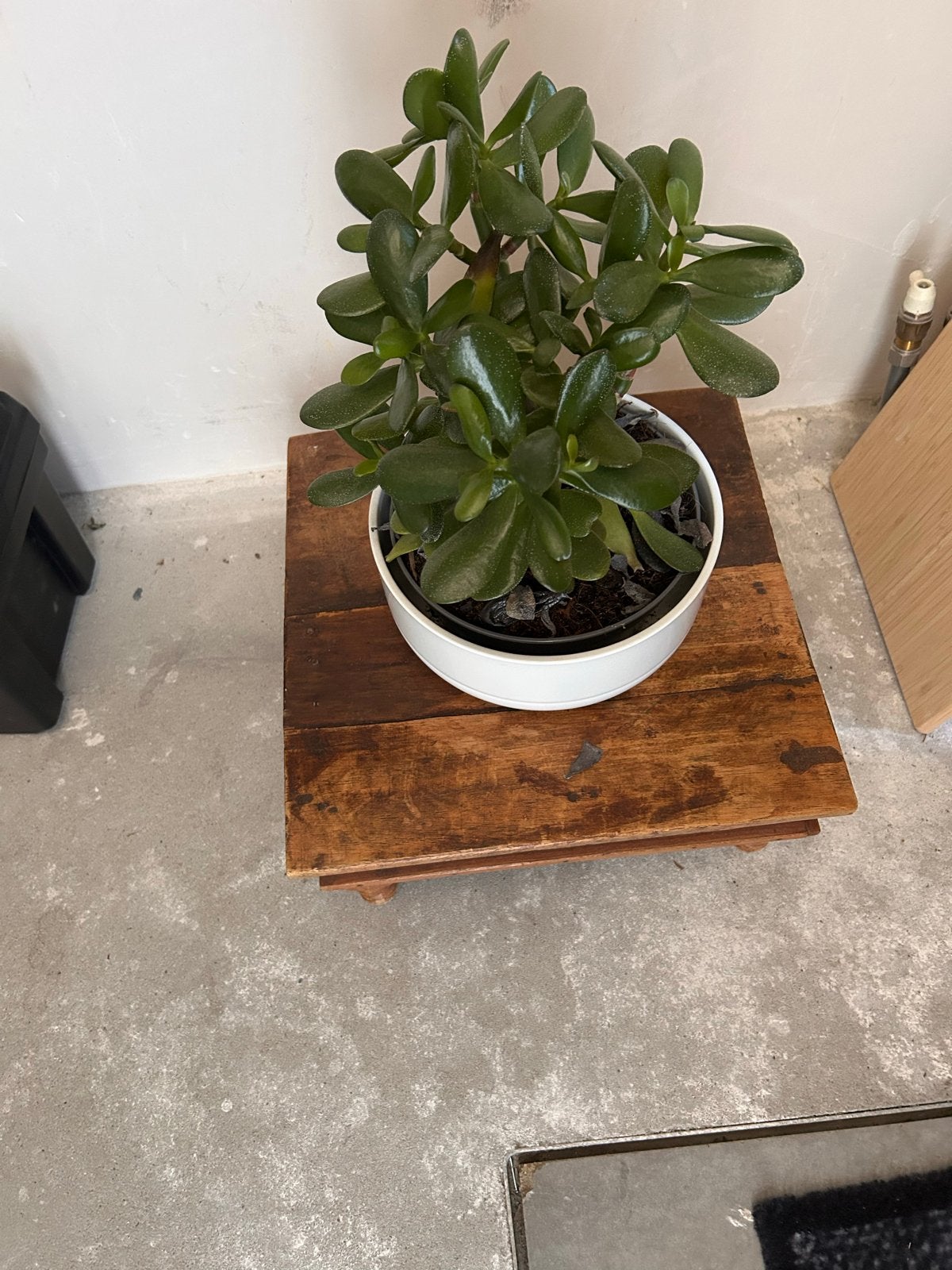 Mooie plant op een houten tafeltje - 30x30 cm, Ophalen of Verzenden, Gebruikt, Bruin, Hout