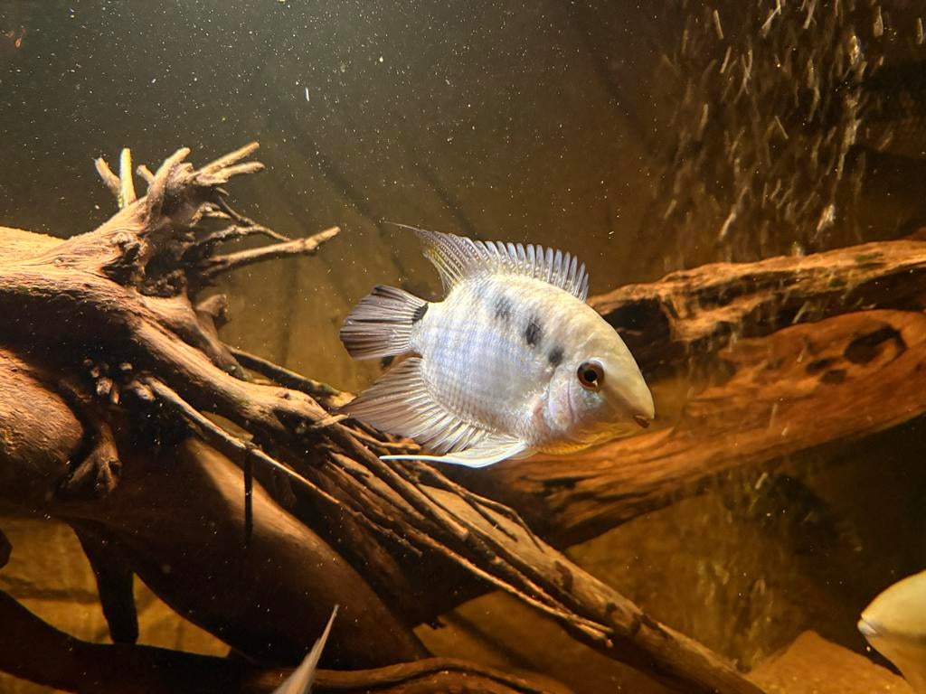 6 vlagcichlides – sterke groep met vers bloed, Dieren en Toebehoren, Vissen | Aquariumvissen, Vis