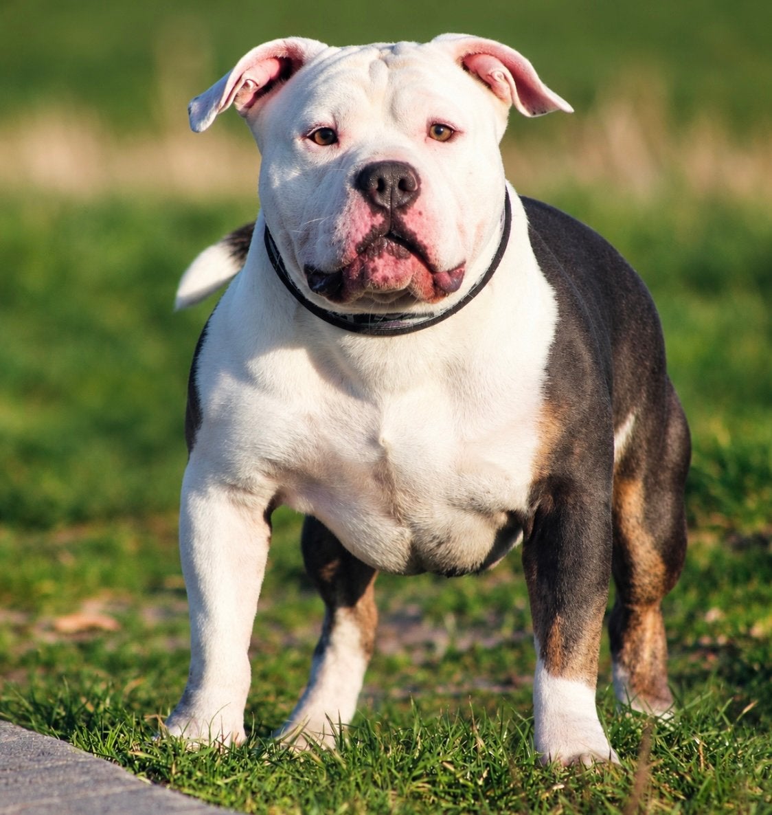 Mooie anerican bully reu, Dieren en Toebehoren, 1 tot 2 jaar, Eén hond, CDV (hondenziekte), Nederland