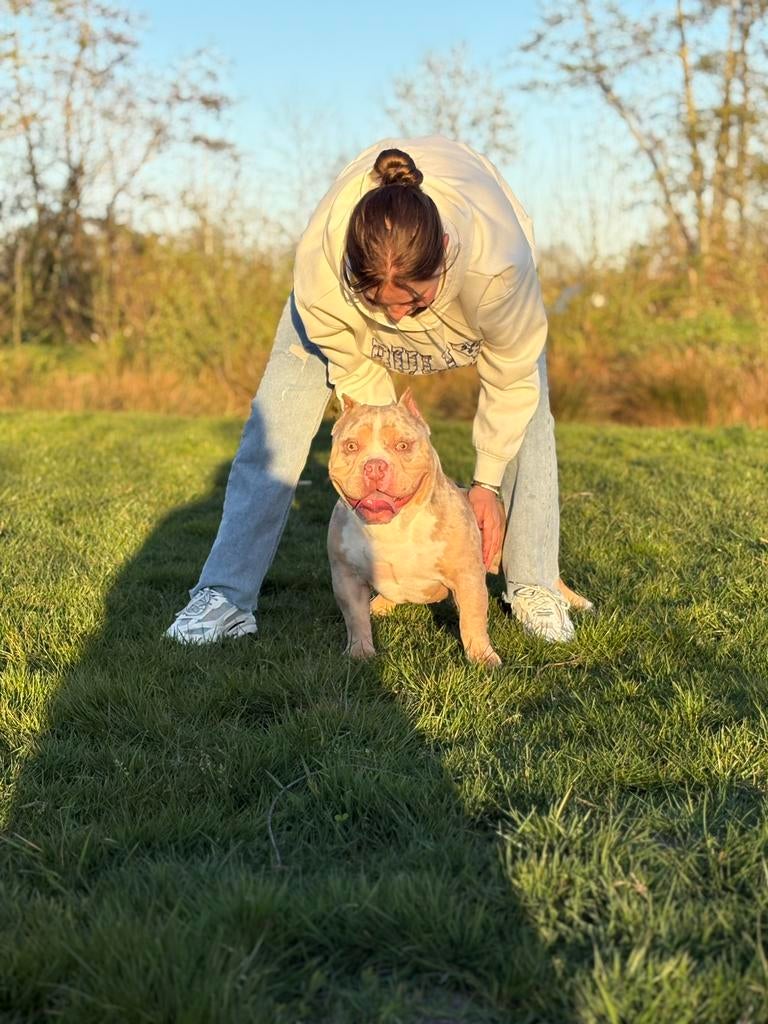 American bully dekreu, Dieren en Toebehoren, Reu, 1 tot 2 jaar, Parvo, Eén hond