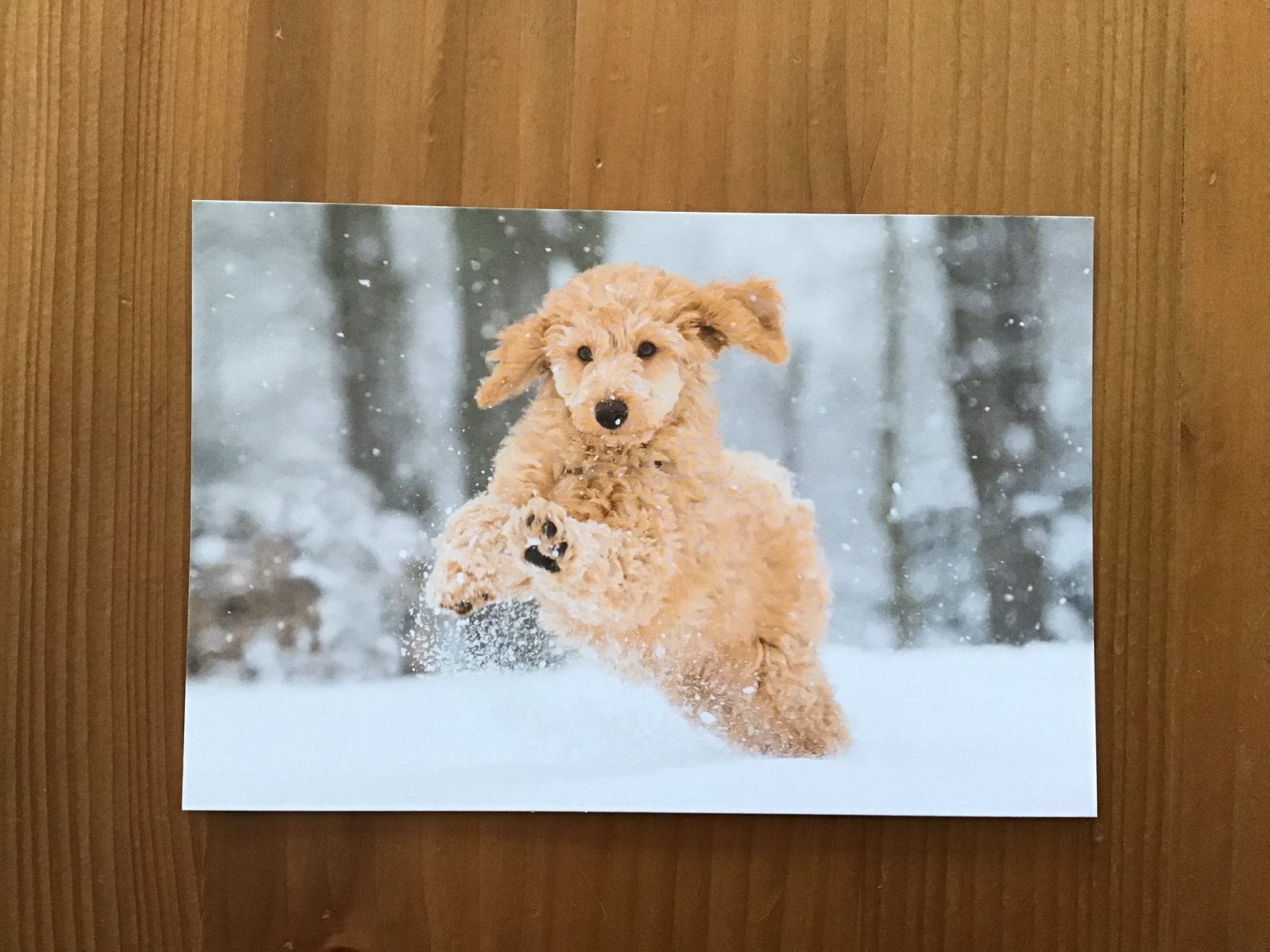 Ansichtkaart van een Labradoodle of Goldendoodle. Gratis., Verzenden, 1980 tot heden, Ongelopen, Hond of Kat