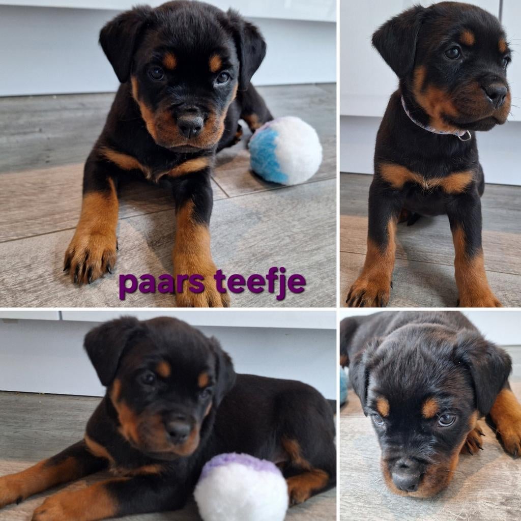 Prachtige Rottweiler pups met stamboom en Garantie!, Dieren en Toebehoren, Honden | Bulldogs, Pinschers en Molossers, HCC (leverziekte)