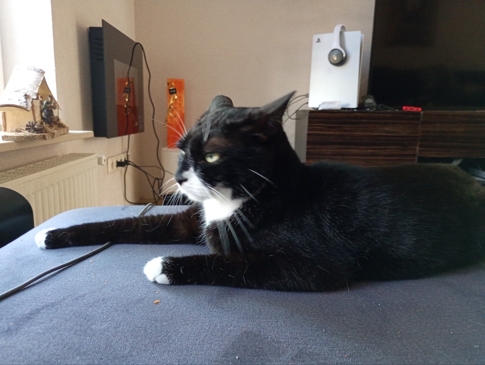 Tamme zindelijke huiskat, Kater, Gechipt