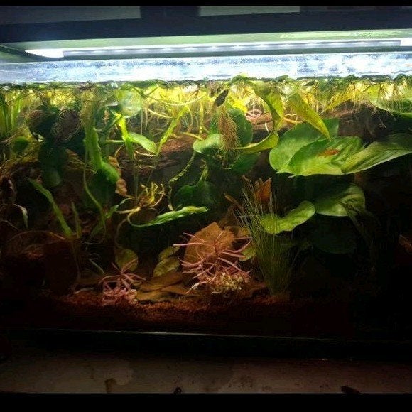 2 bijna nieuwe aquaria, Ophalen, Inclusief controller, Fluval, Gevuld zoetwateraquarium