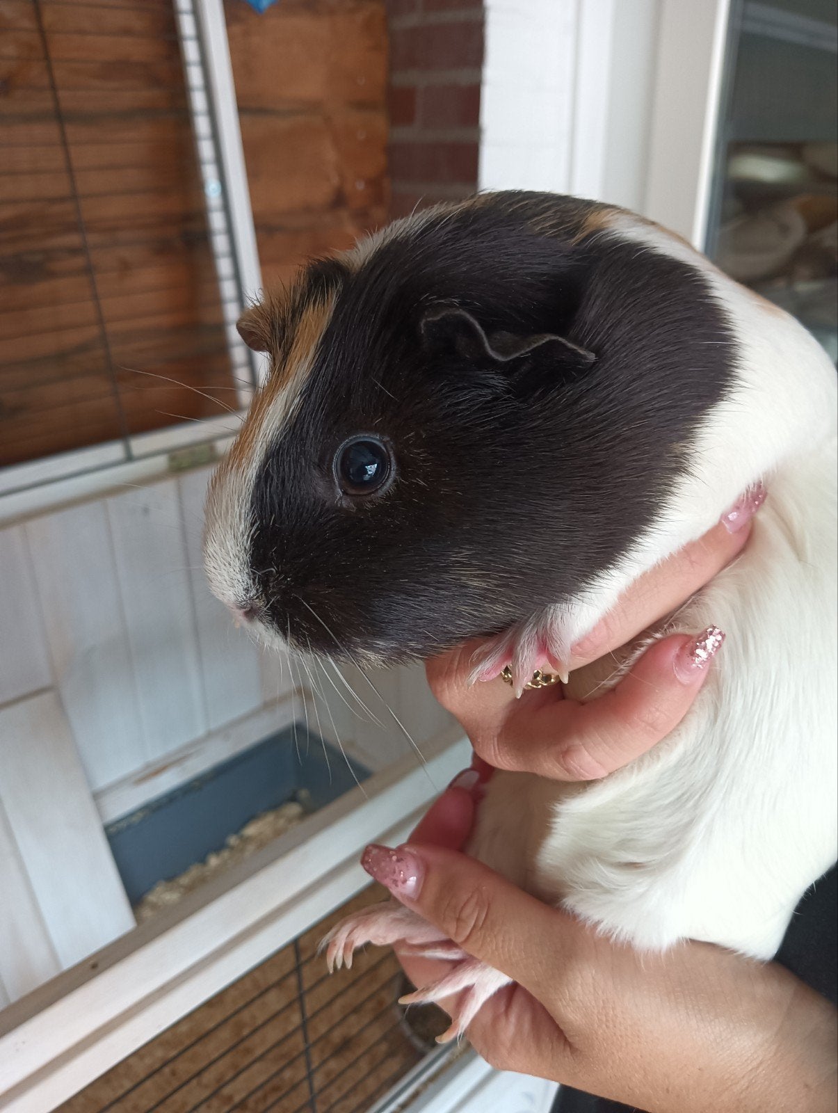 Gratis afhalen 2 lieve cavia s inclusief kooi en toebehoren, Dieren en Toebehoren, Mei, Vrouwelijk, Cavia