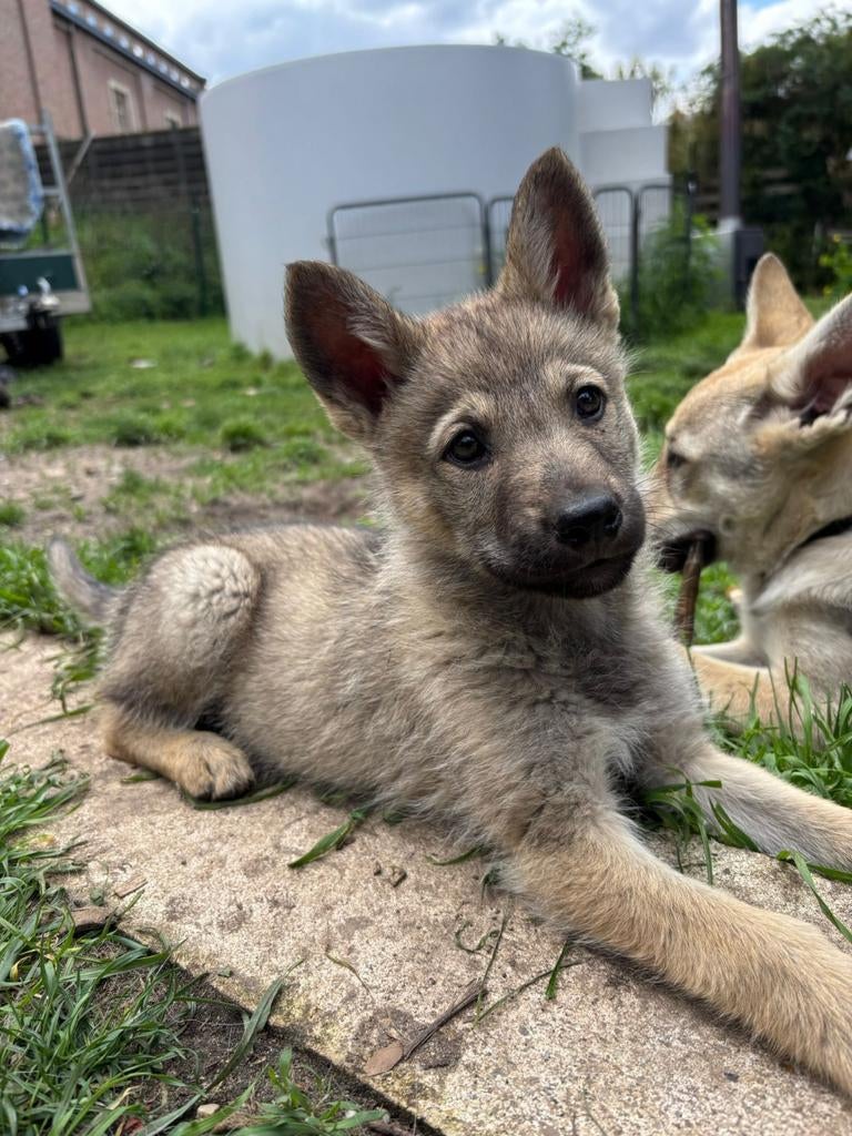 Puppies Tsjechoslowaakse wolfhond kruising met Shepsky, Overige rassen, 8 tot 15 weken, Meerdere, Meerdere dieren