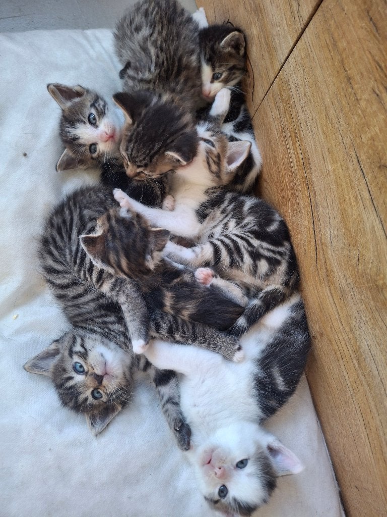 Kittens, Dieren en Toebehoren, Katten en Kittens | Raskatten | Korthaar, Meerdere dieren, Ontwormd