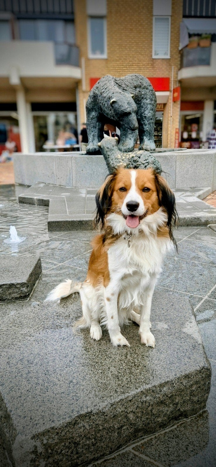 Herplaatser: lieve Kooiker, reu, 14 maanden oud, Dieren en Toebehoren, Reu, 1 tot 2 jaar, Parvo, Eén hond
