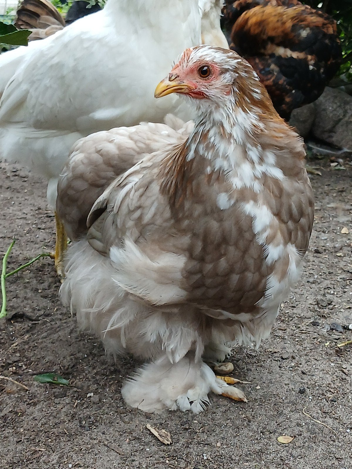 Cochin kriel trio, Dieren en Toebehoren, Pluimvee, Meerdere dieren, Kip