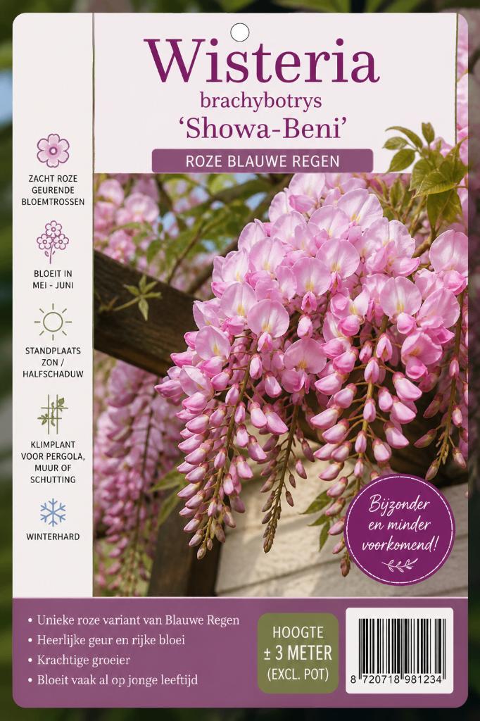 Wisteria brachybotrys ‘Showa-Beni’ (roze blauwe regen)., Ophalen, Volle zon, Vaste plant, Klimplanten