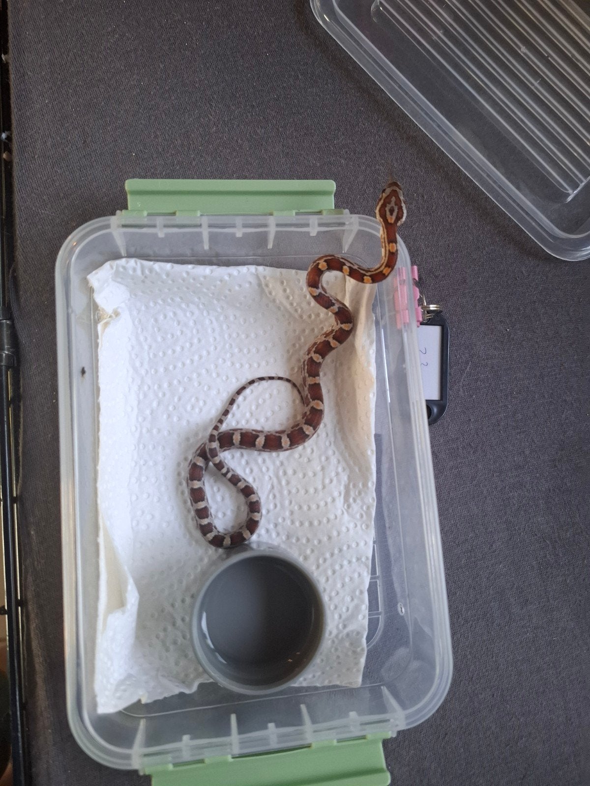 Rode rattenslangen zoeken nieuw thuis Corn Snake photo 24