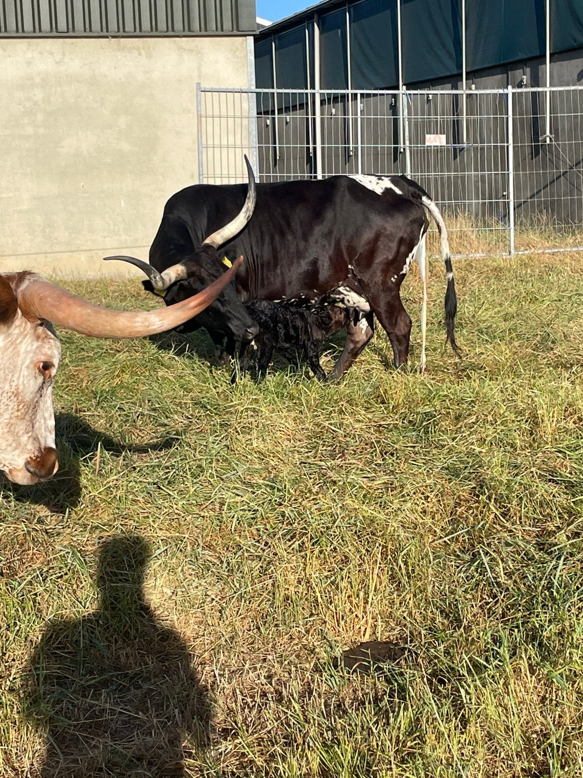 Mooi donker stamboek Texas longhorn stiertje, Dieren en Toebehoren, Runderen, Mannelijk, 0 tot 2 jaar