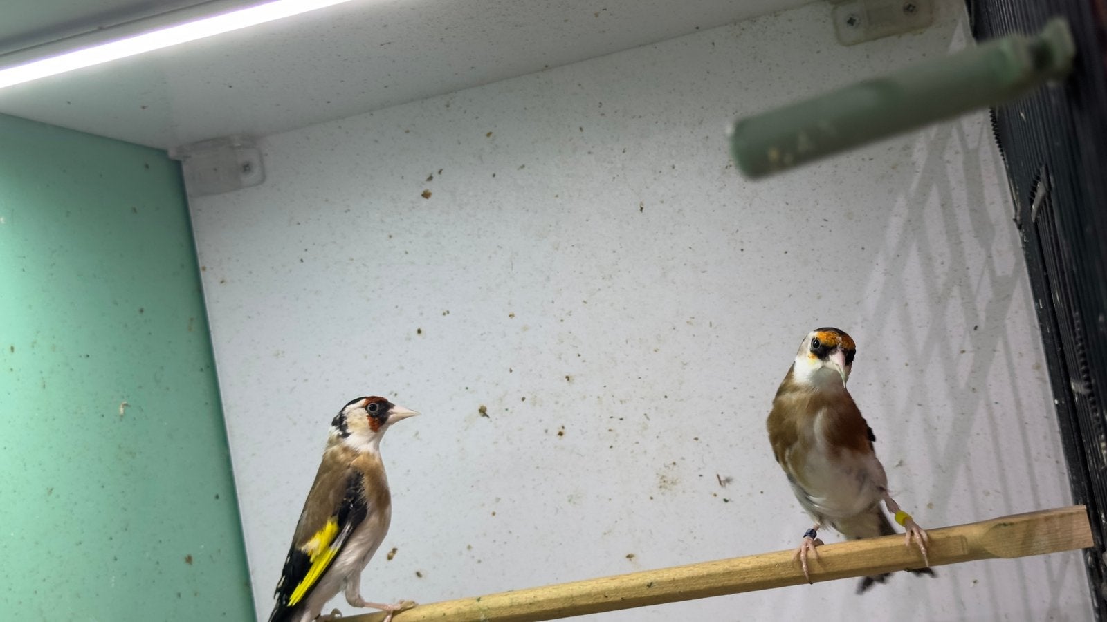Putter vogels, Dieren en Toebehoren, Vogels | Overige Vogels, Mannelijk, Wildzangvogel