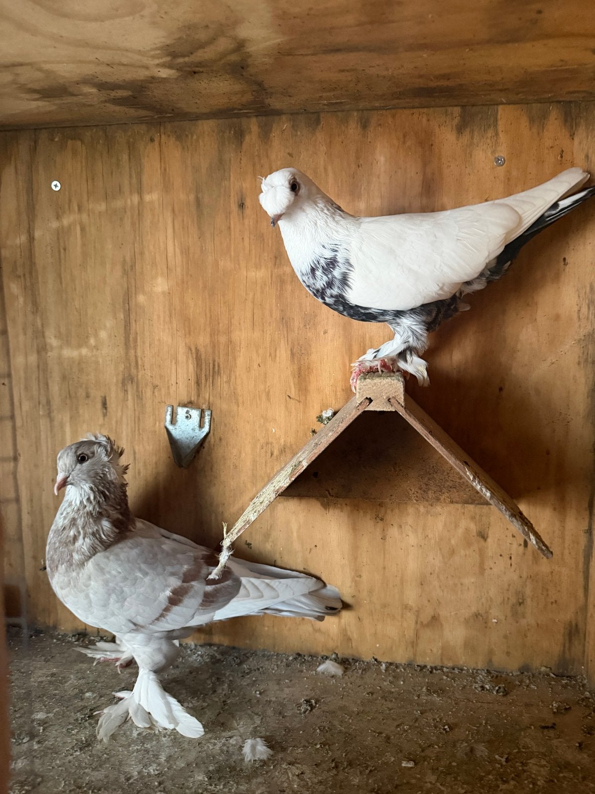 Takla koppel, Meerdere dieren