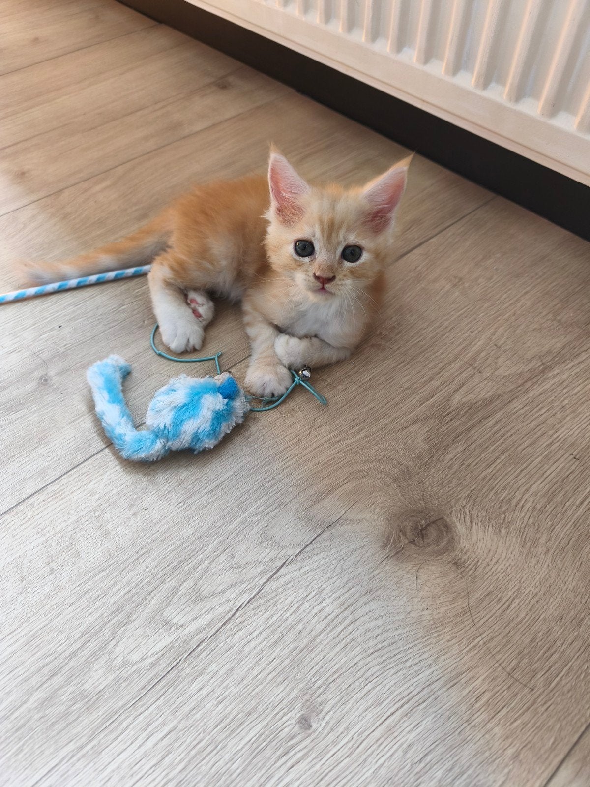 maine Coon kittens, Meerdere dieren, Langharig, 0 tot 2 jaar