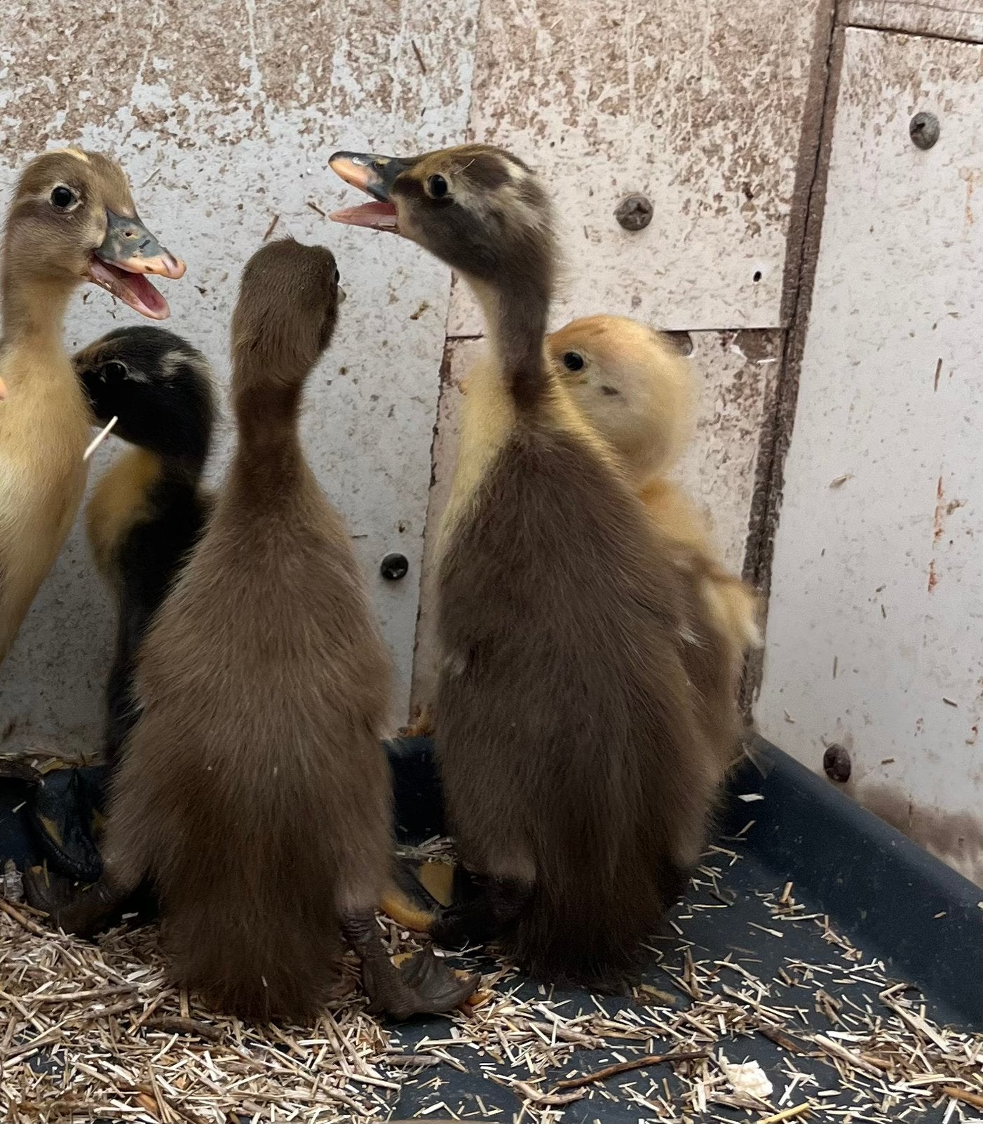 Jonge loopeendjes, Meerdere dieren, Eend