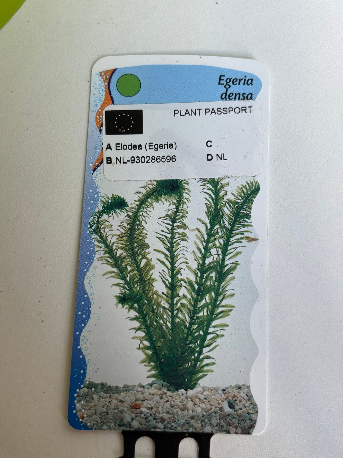 Waterpest (Argentijnse), Ophalen, Nieuw