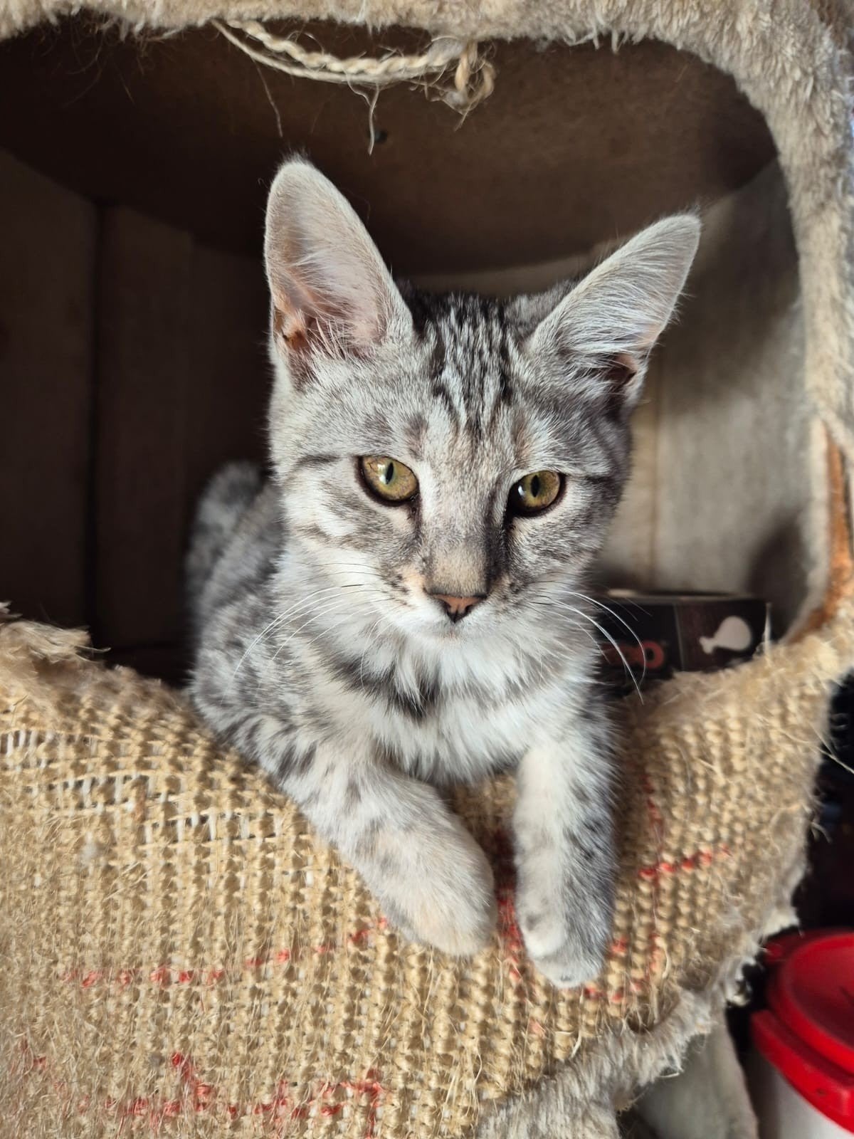 kitten bengaal x maine coon, Dieren en Toebehoren, Katten en Kittens | Raskatten | Langhaar, Poes, Gechipt, 0 tot 2 jaar