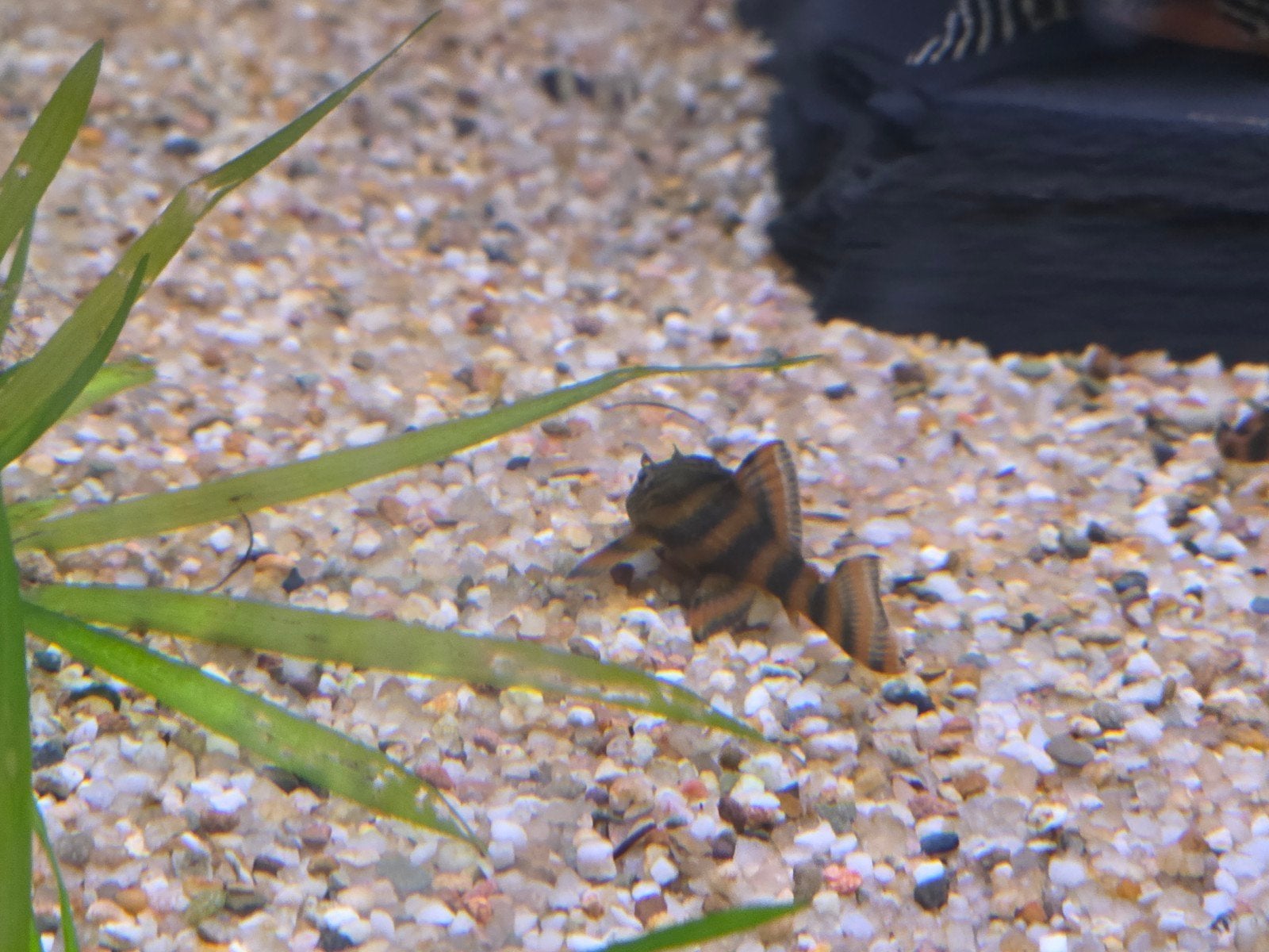 Mooie F1 L397, Dieren en Toebehoren, Vissen | Aquariumvissen, Vis