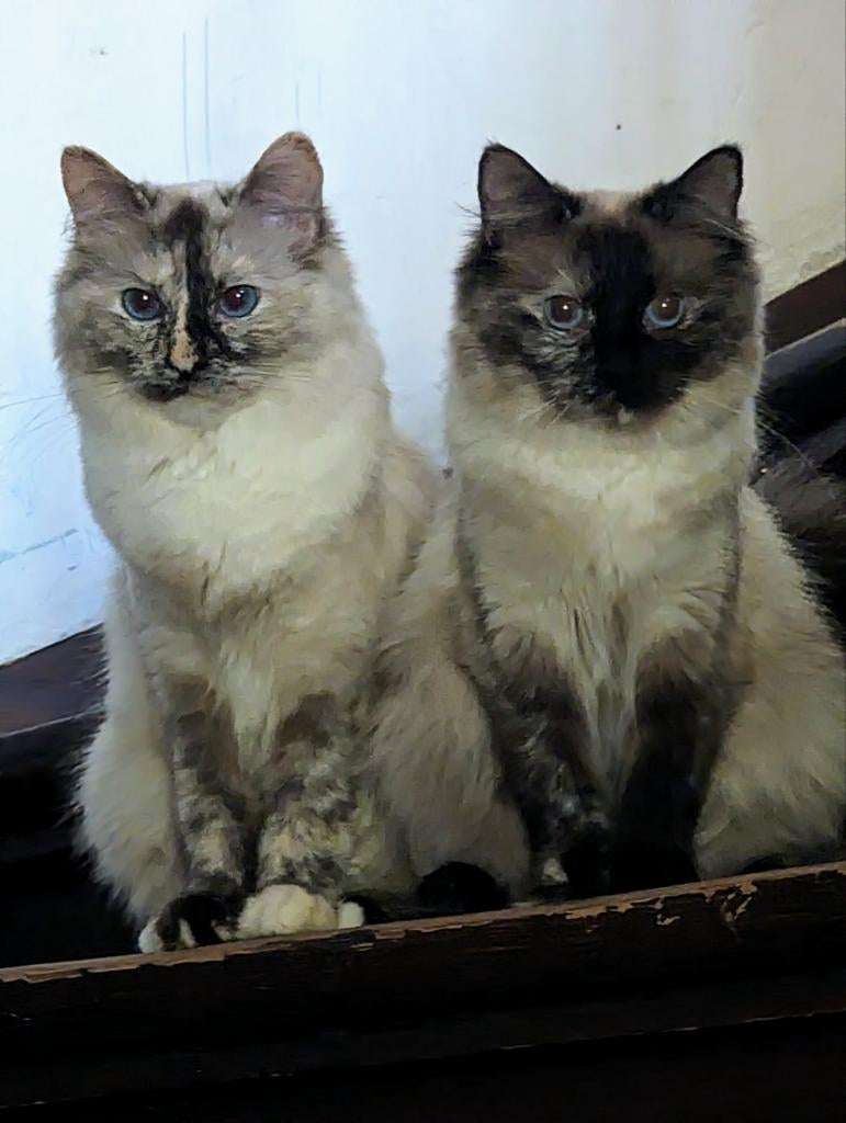 Te koop Ragdoll poezen, Dieren en Toebehoren, Poes
