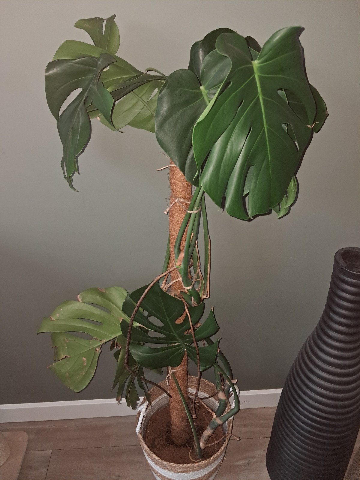 monstera, Huis en Inrichting, Ophalen, Halfschaduw, Minder dan 100 cm