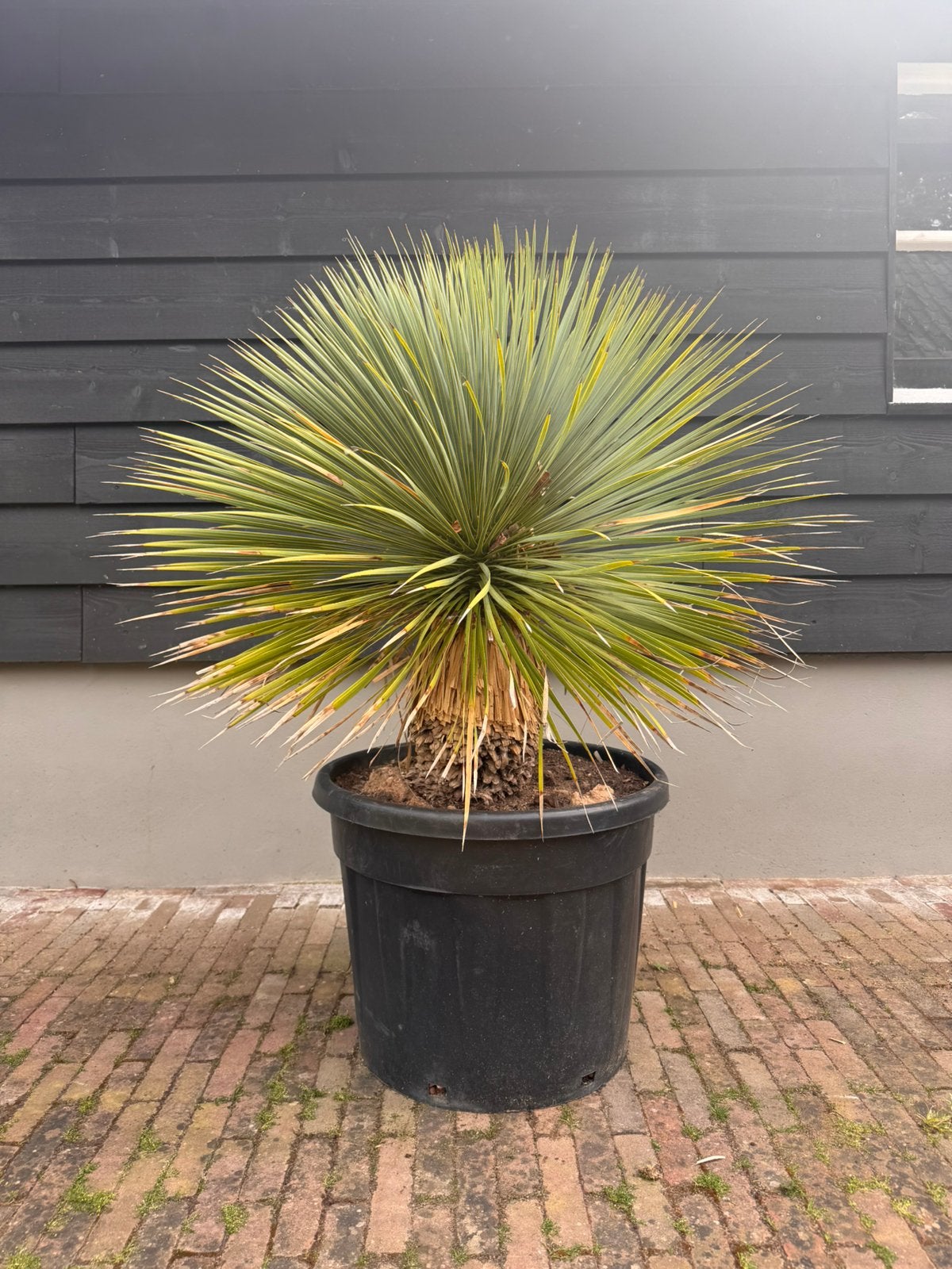 Yucca rostrata palm in 70 liter pot, Ophalen, Overige soorten, Volle zon