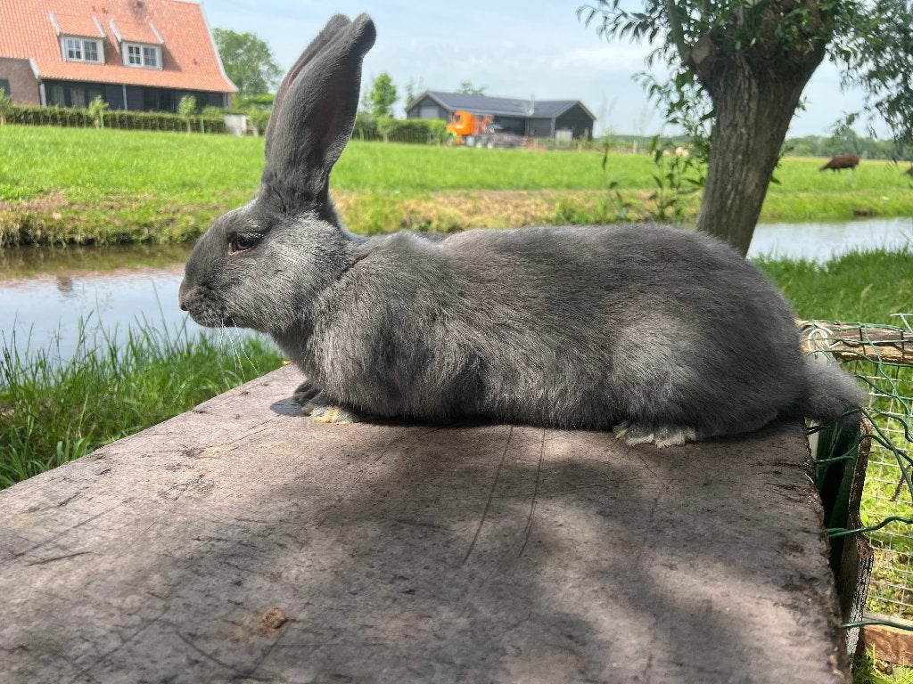 Lotharinger- groot     -ram, Mannelijk, Groot, 0 tot 2 jaar