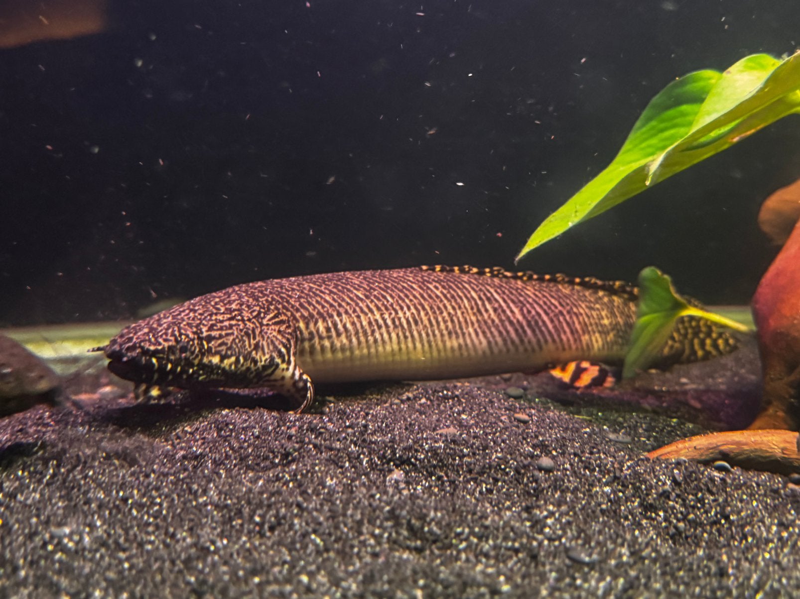 polypterus ornatipinnis, Vis