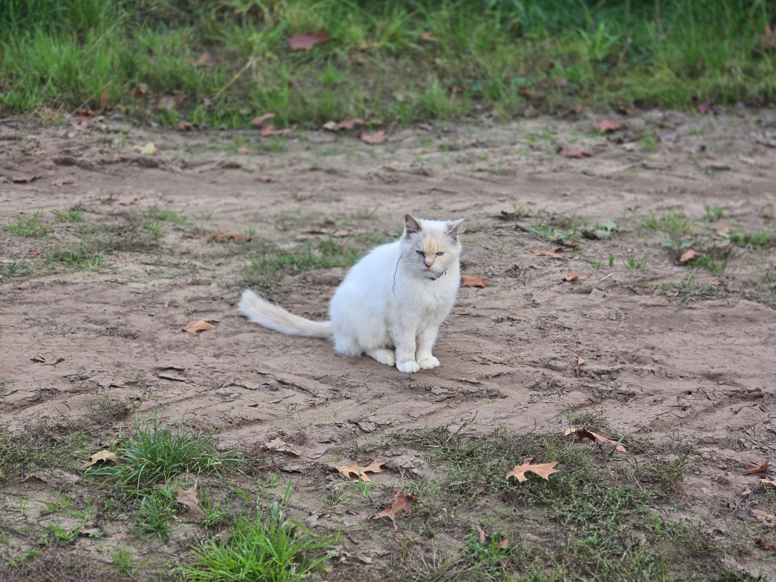 Ragdoll moeder en dochter, Poes, Gechipt, 3 tot 5 jaar