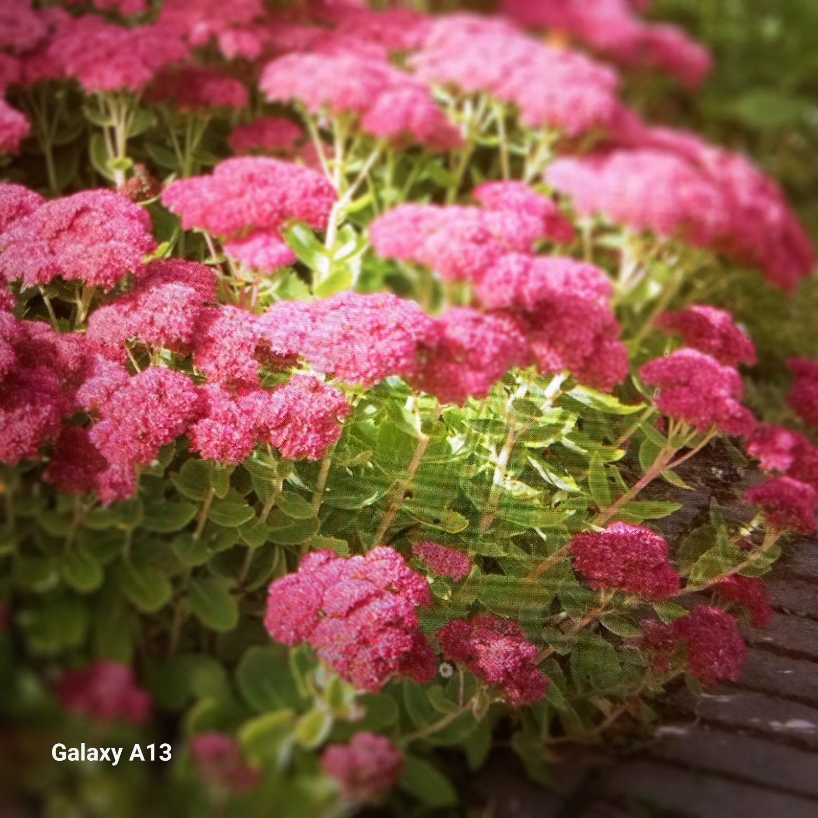 Roze Hemelsleutel (Sedum) - Vaste plant voor volle zon, Tuin en Terras, Volle zon, Vaste plant, Zomer, Ophalen