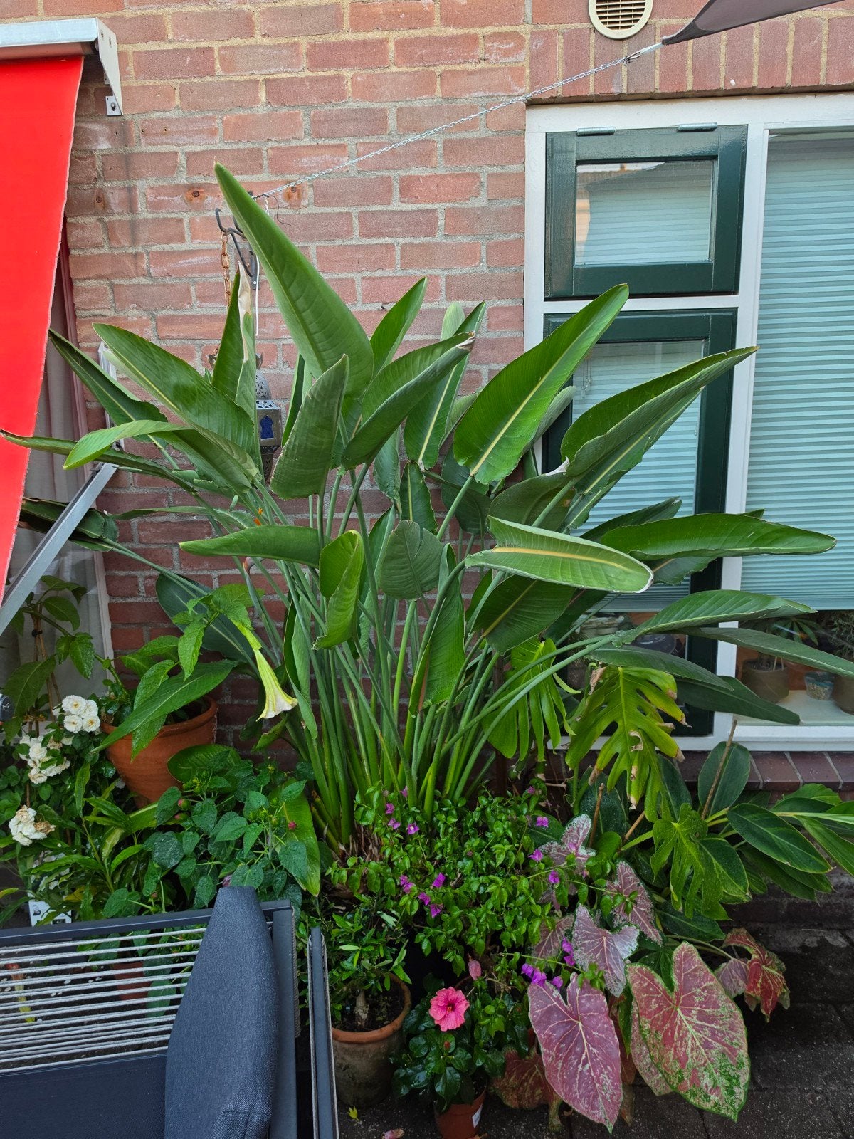 Prachtige strelitzia reginae xxl met bloem, Ophalen, Overige soorten, Volle zon
