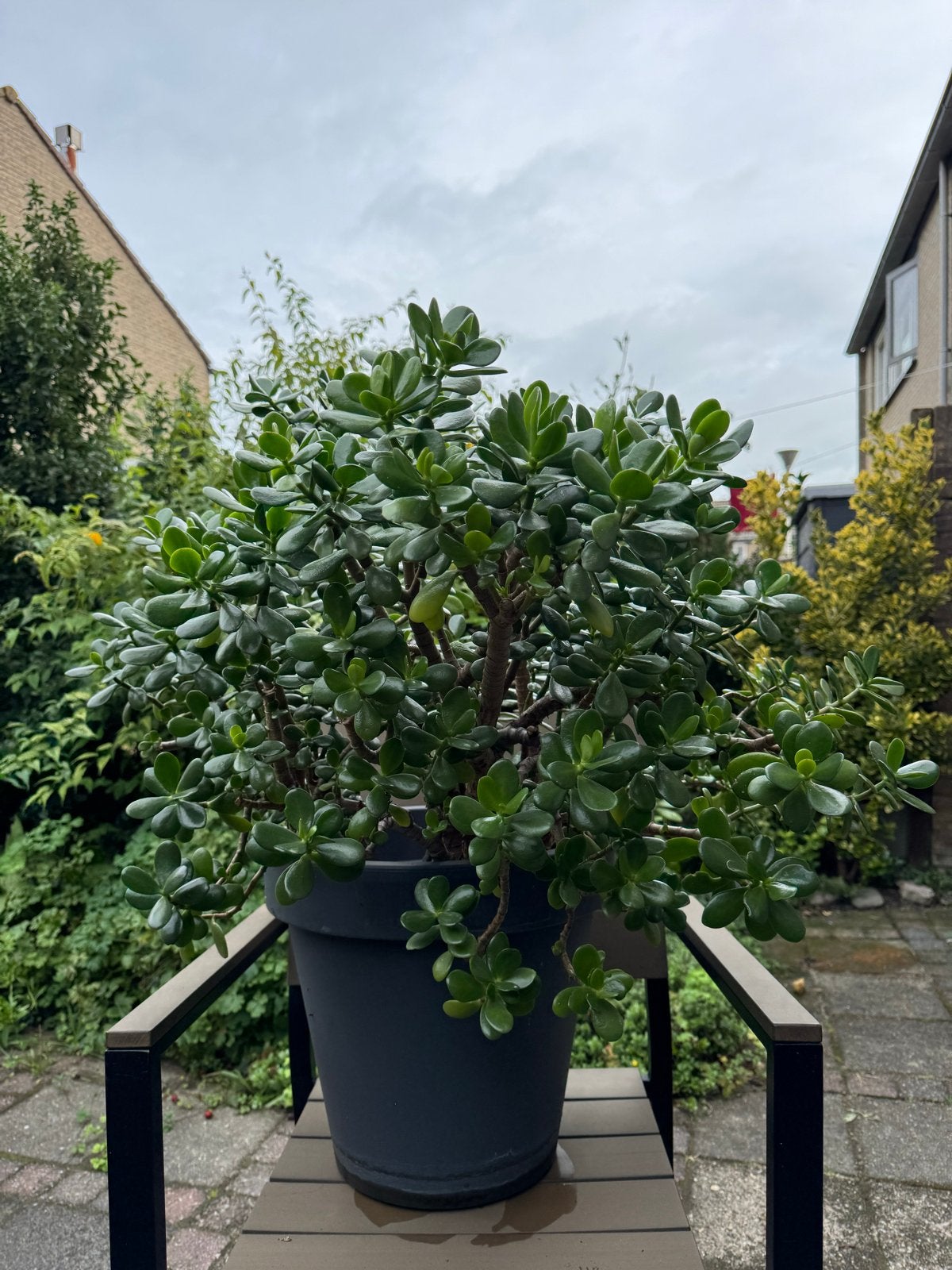 Grote en gezonde Crassula Ovata (Jadeplant) in pot, Vetplant, In pot, Minder dan 100 cm, Groene kamerplant