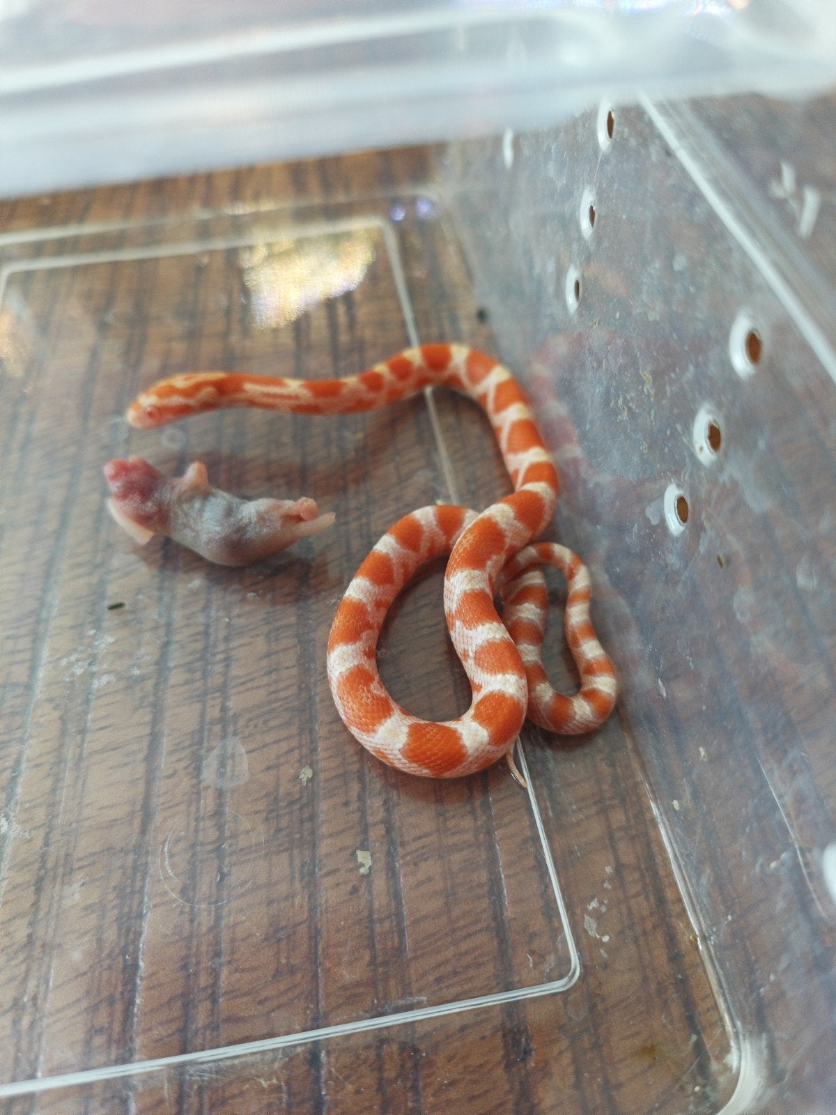 Korenslangen amel, amel/motley 0.0.11 NK September 2026 Corn Snake photo 4
