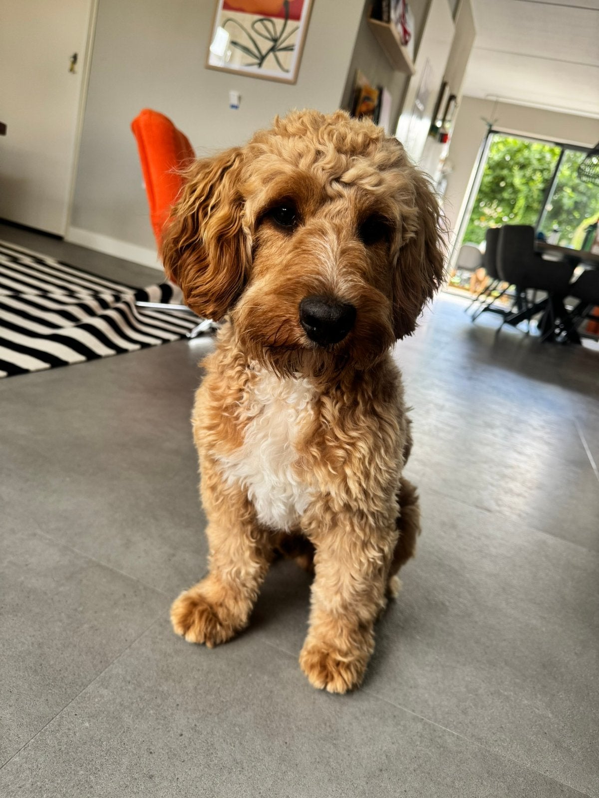 Cockapoo reu (bijna 1) met verlatingsangst GEEN DEKREU!, Poedel, 15 weken tot 1 jaar, Reu, Eén hond