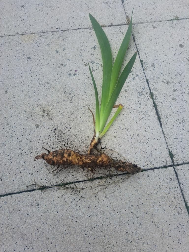 Iris germanica knollen, Tuin en Terras, Planten | Tuinplanten, Ophalen of Verzenden, Overige soorten, Volle zon