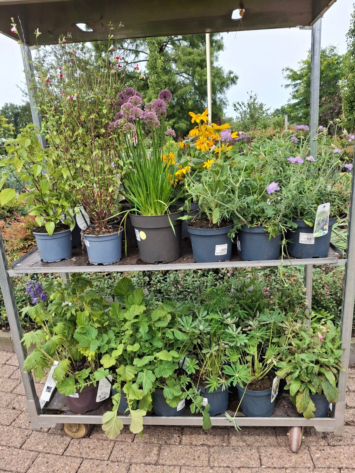 Karrendeal vol met vaste planten, Ophalen, Overige soorten, Halfschaduw