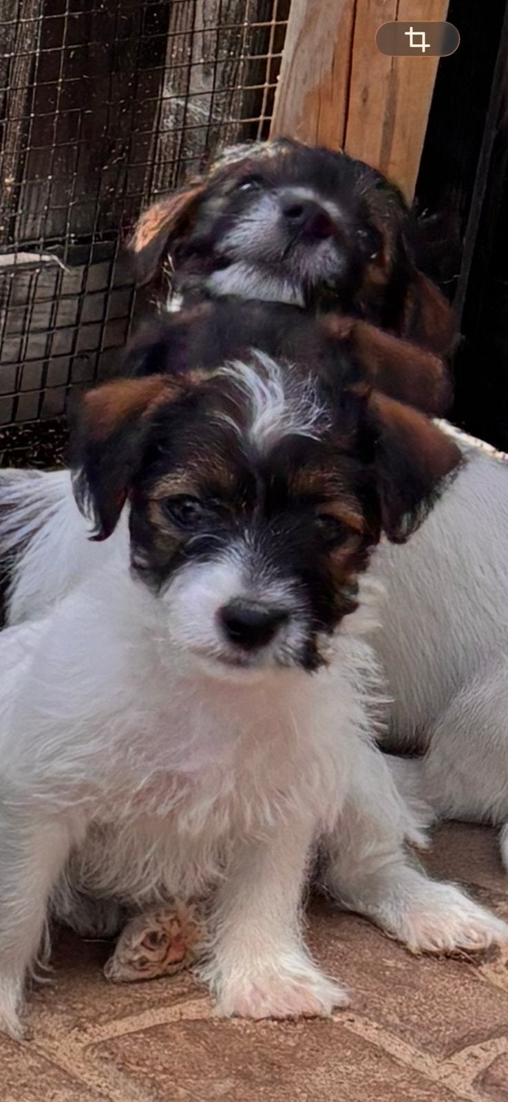Prachtige ruwharige Jack Russell pups, Dieren en Toebehoren, Honden | Jack Russells en Terriërs, Parvo, Jack Russell Terriër, 8 tot 15 weken