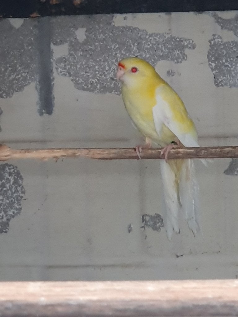 4 koppels kakariki.en koppel bont/ lutino x lutino strogeel, Dieren en Toebehoren, Vogels | Parkieten en Papegaaien, Meerdere dieren