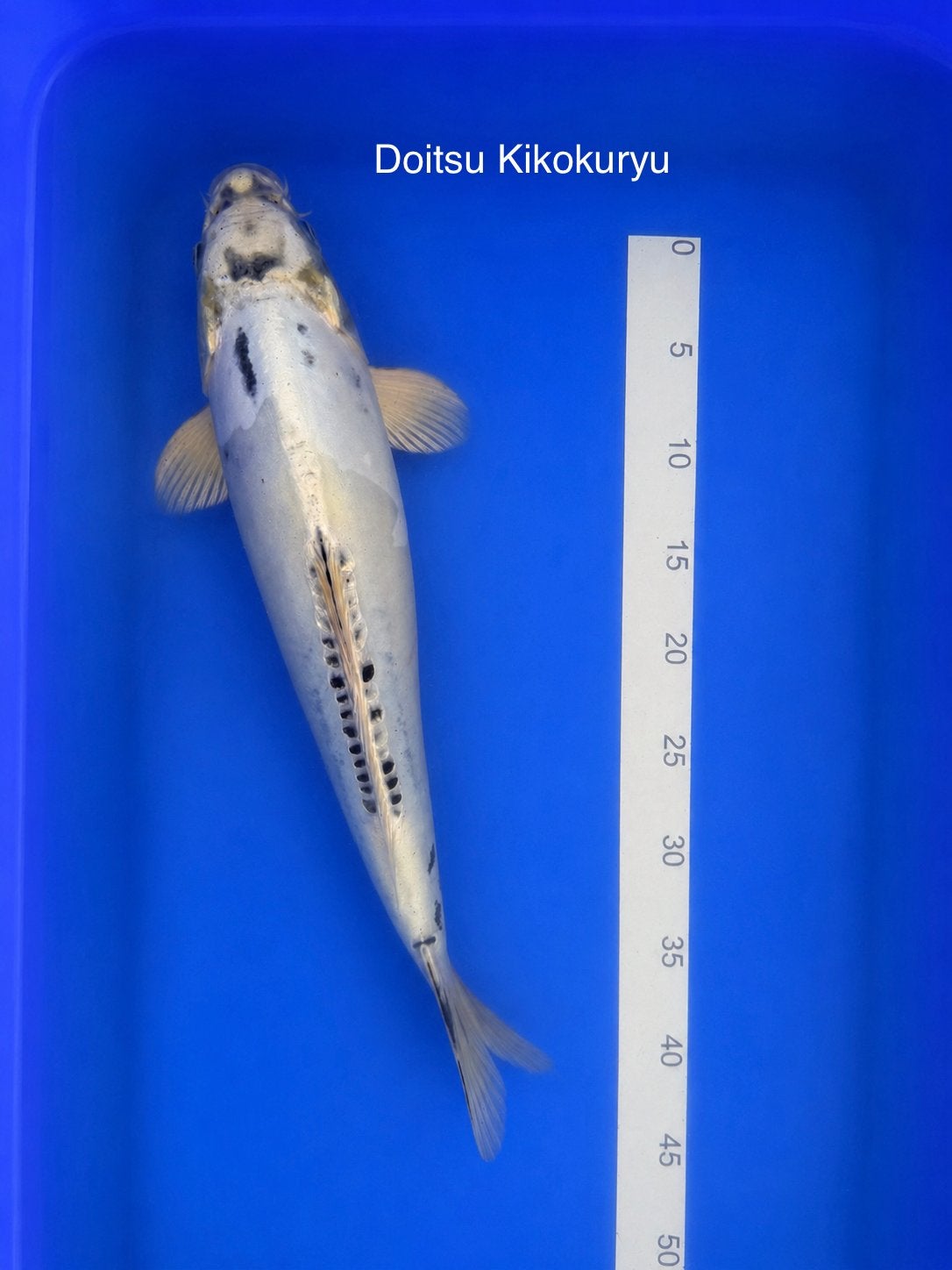 Doitsu Kikokuryu, Karper of Koi