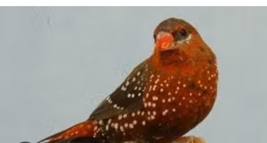 Tijgervink man, Dieren en Toebehoren, Vogels | Overige Vogels, Mannelijk