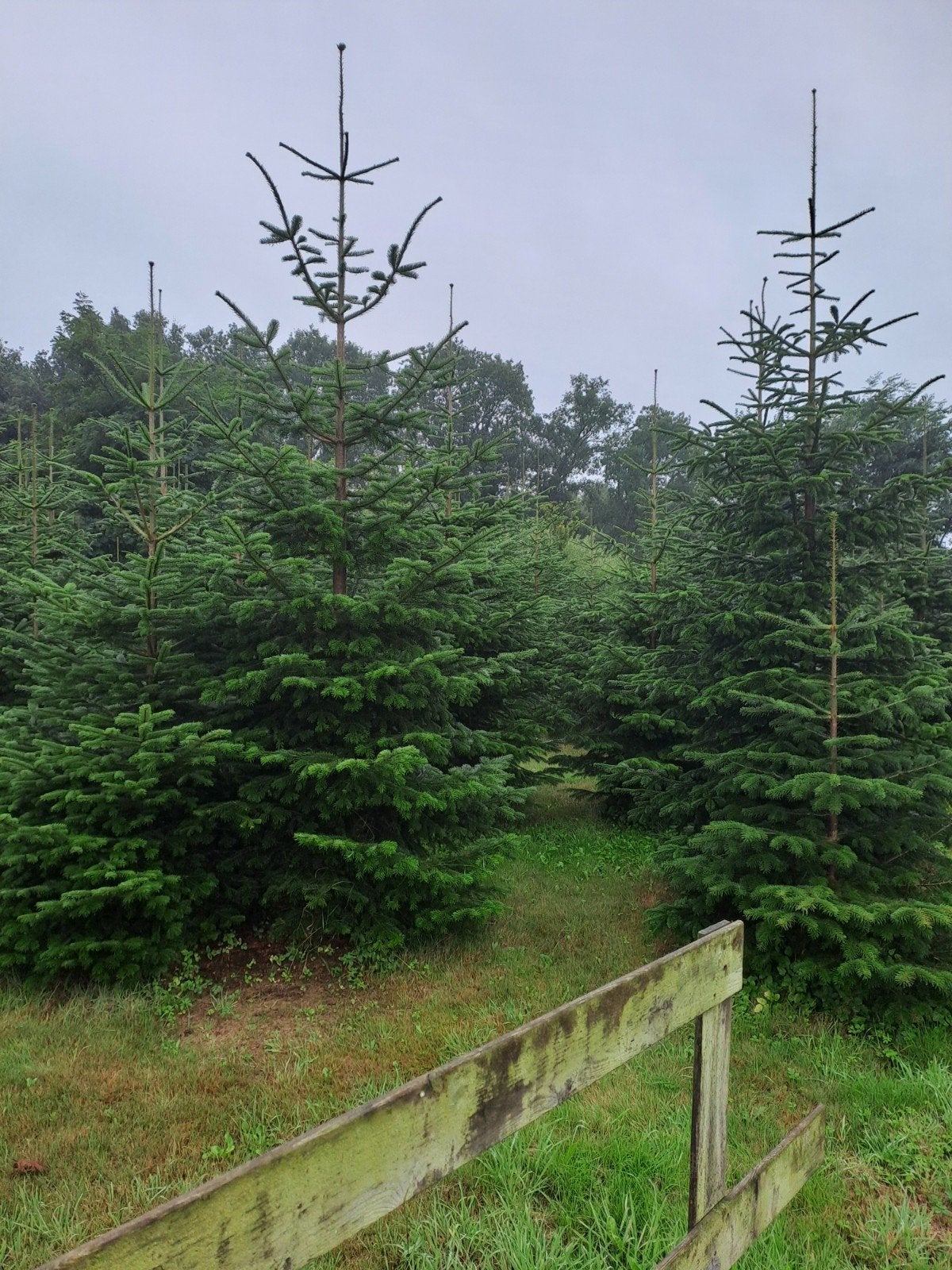 kerstbomen, Ophalen, Volle zon, Overige soorten