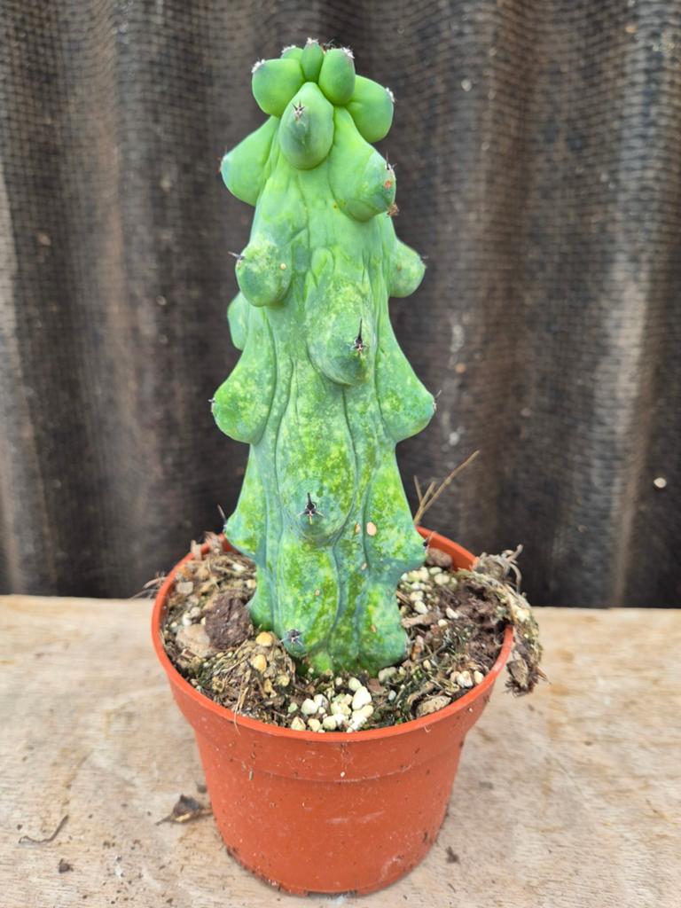 Boobiecactus XL (1), Ophalen of Verzenden, Cactus, Volle zon, Minder dan 100 cm