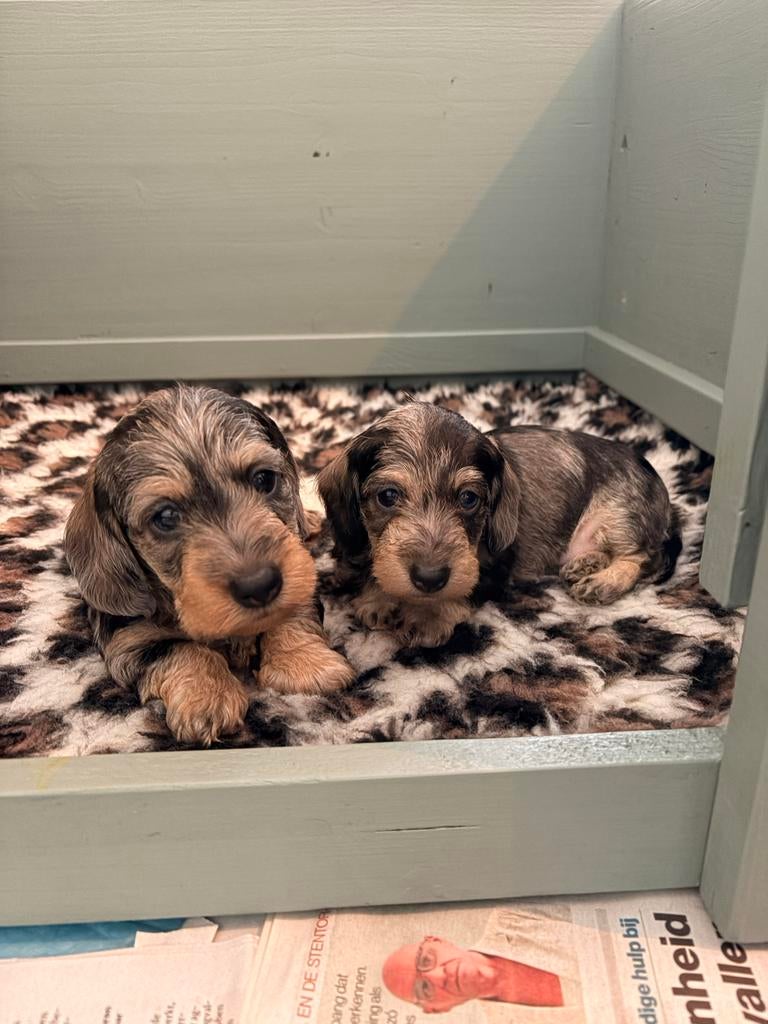 voorl. GERESERVEERD Ruwharige dwergteckel getijgerde reu pup, Reu, 8 tot 15 weken, Dwerg, Eén hond