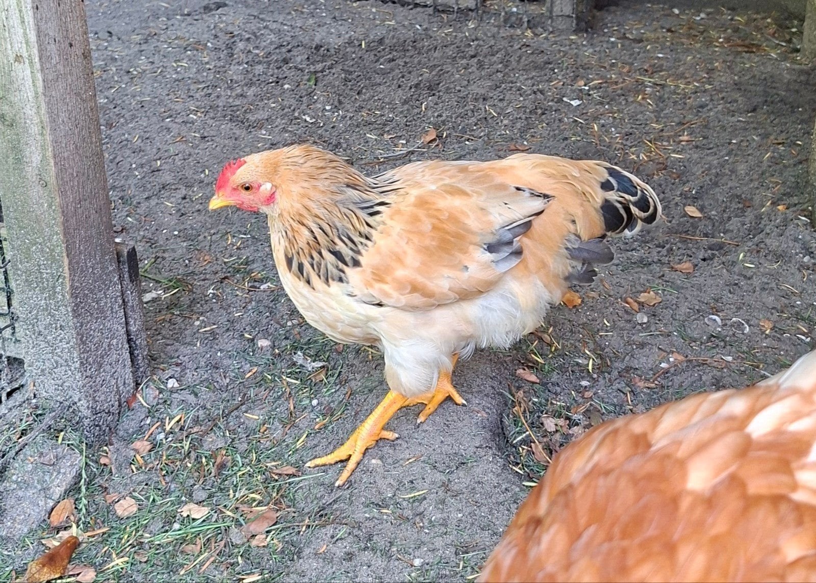Een mooi jonge haantje Plymouth Rock kriel.
Zeer tam! Bruin, Mannelijk, Kip