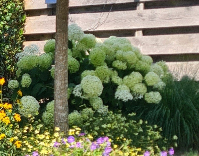 Hydrangea Strong Annabelle, Vaste plant, Halfschaduw, Zomer, Ophalen