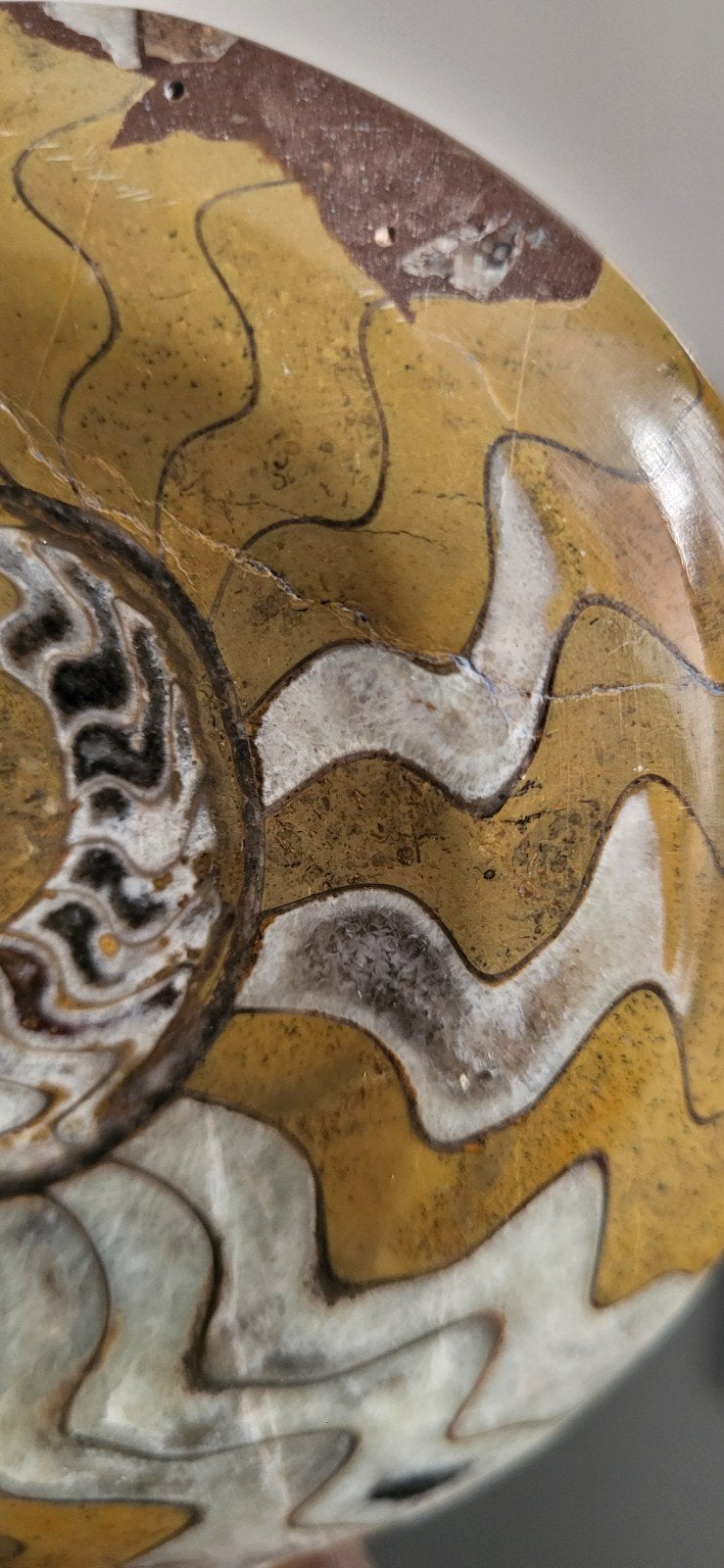 Prachtige gefossiliseerde Ammoniet op standaard, Ophalen of Verzenden, Fossiel