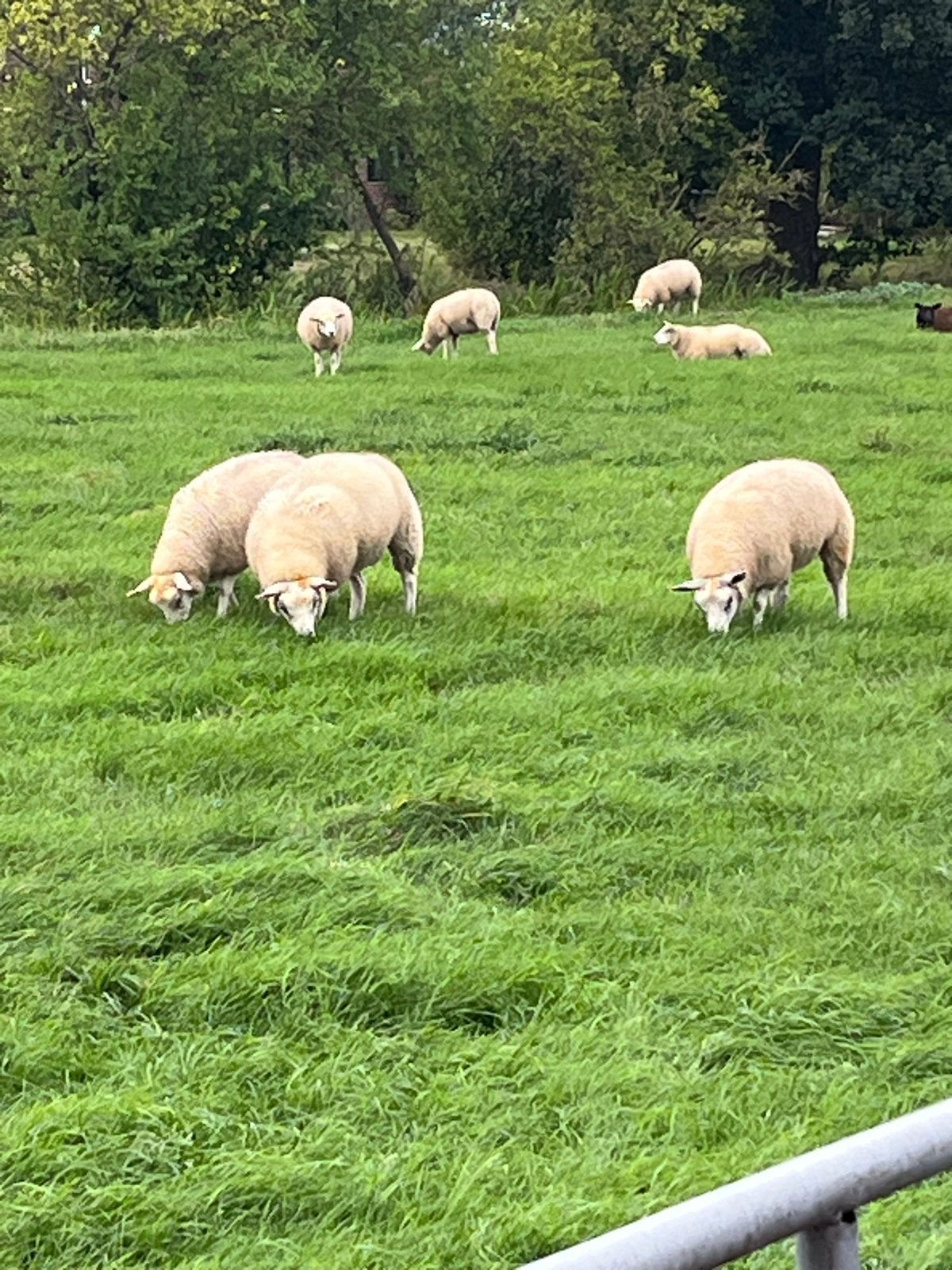 mooie Ooi lammeren      schapen, Vrouwelijk, Schaap, 0 tot 2 jaar